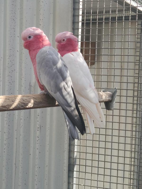 Split lutino Galah