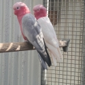 Split lutino Galah