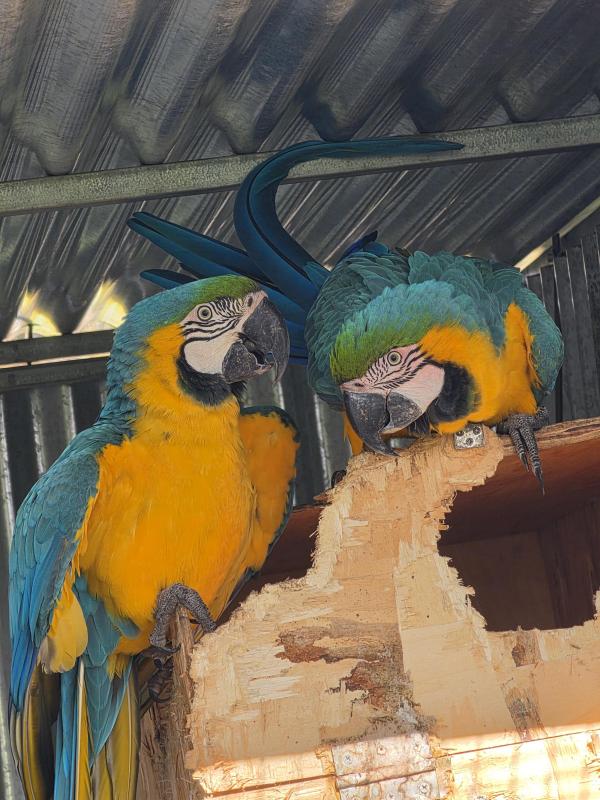 Bonded pair of Blue and Golds