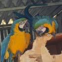 Bonded pair of Blue and Golds