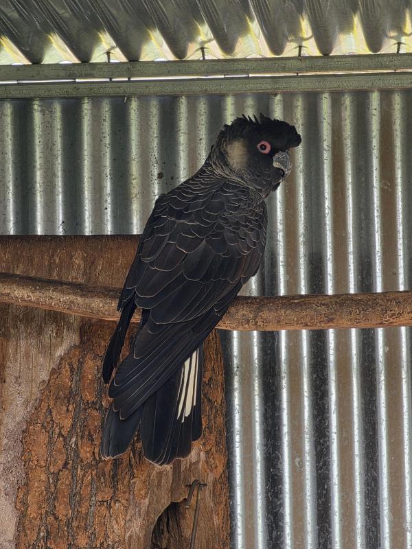 Carnabys White Tail cock bird