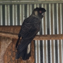 Carnabys White Tail cock bird