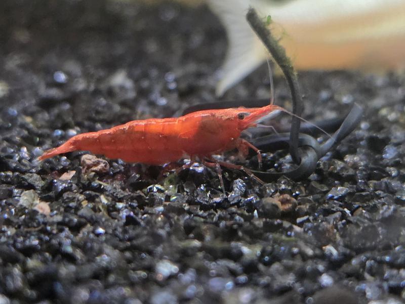 Red cherry shrimp