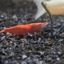 Red cherry shrimp