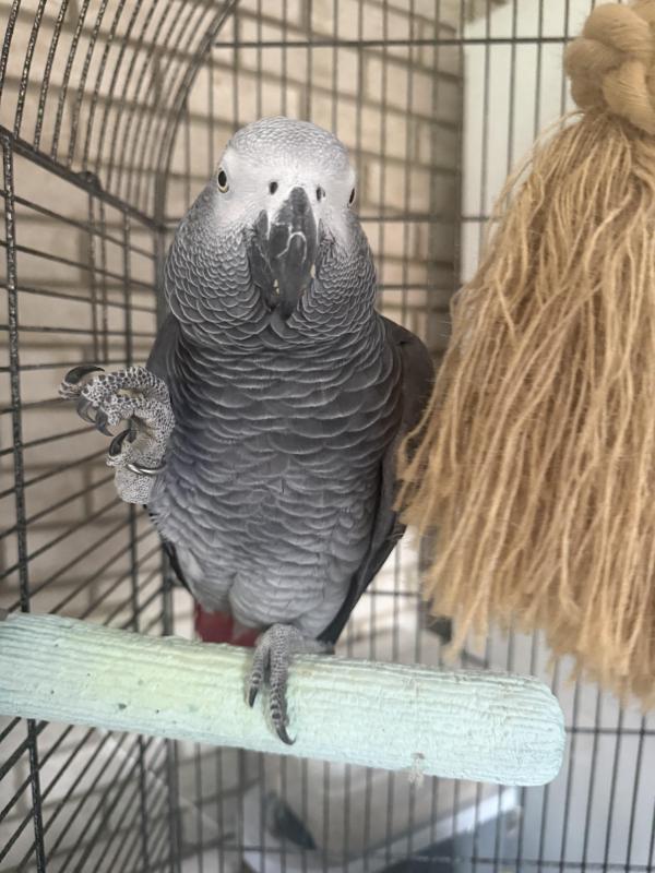 African Grey - Congo male