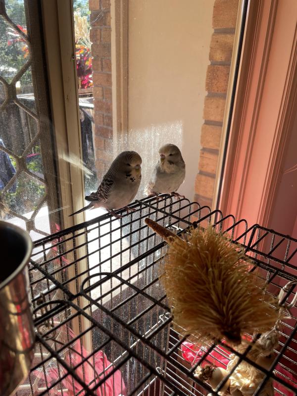 Mated budgie pair