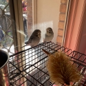 Mated budgie pair