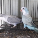 Mature Quaker mutations