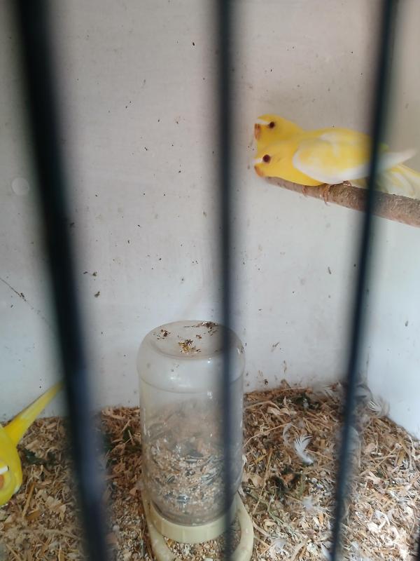 Wanted or swap, male lutino Elegants
