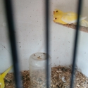 Wanted or swap, male lutino Elegants