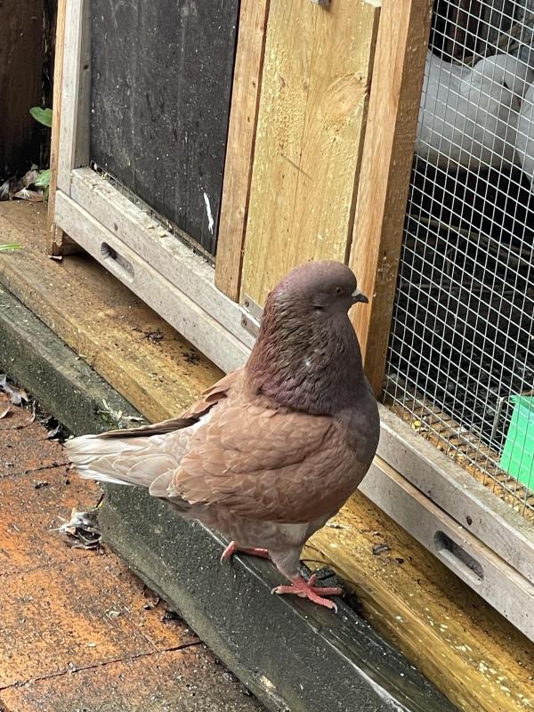 Modena x King Pigeon