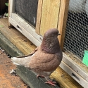 Modena x King Pigeon