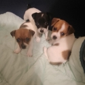 Mini foxy pups