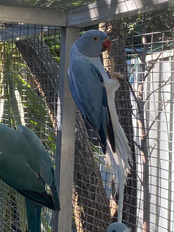 Ringnecks