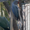 Ringnecks