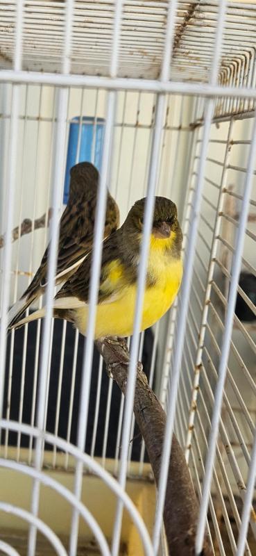 Canary pairs $25