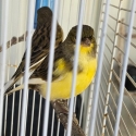 Canary pairs $25