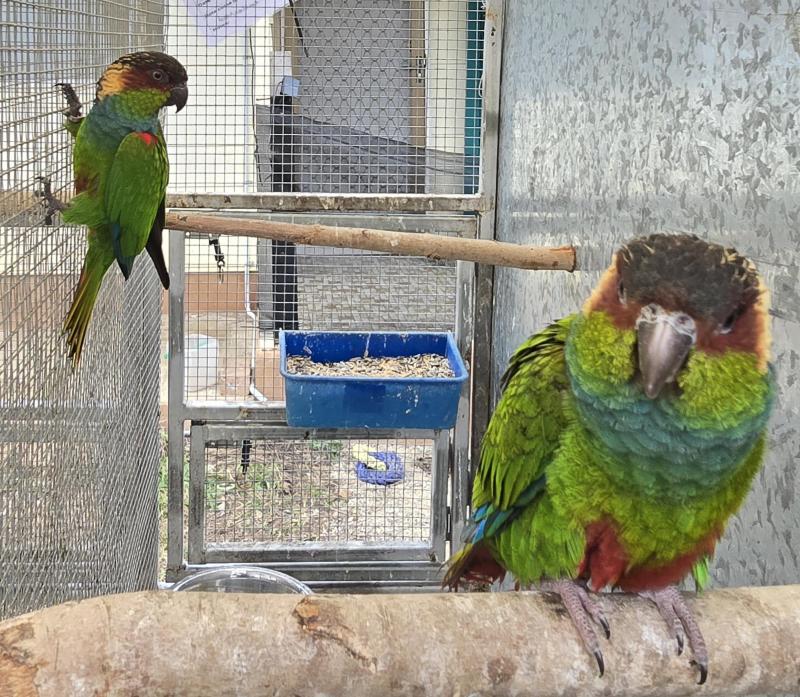 Conures