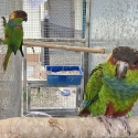 Conures