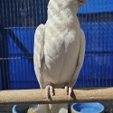 Albino Galah