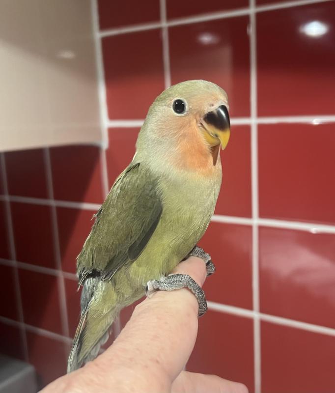 Hand Raised Beautiful Baby Lovebirds
