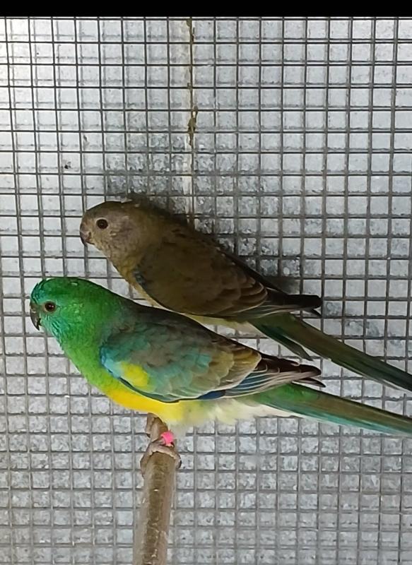 Grass parrots