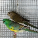 Grass parrots