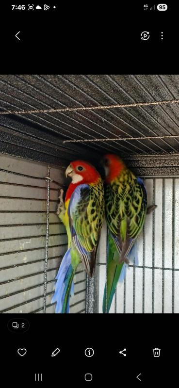 Eastern Rosella