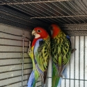 Eastern Rosella