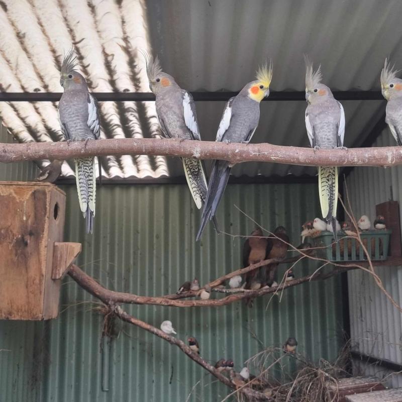 Cockatiels and Bush Budgies