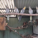 Cockatiels and Bush Budgies