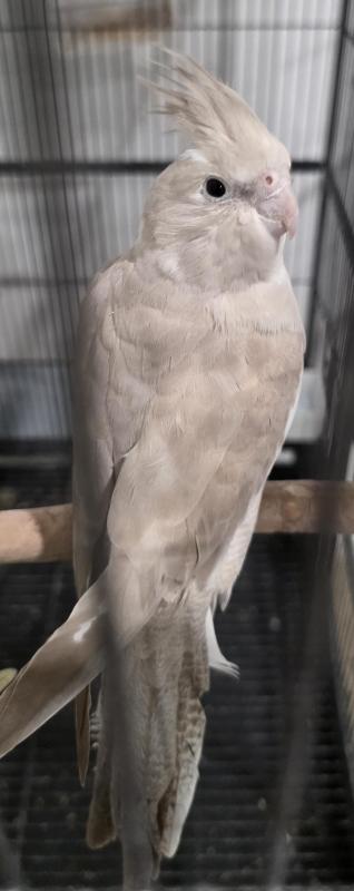 Cockatiel pair