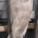 Cockatiel pair