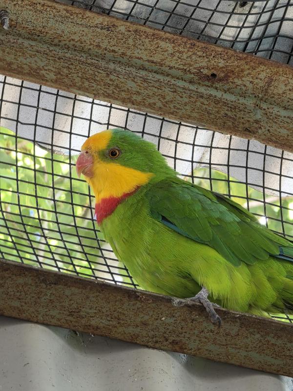 Wanted:  Female Superb Parrot