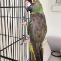 Jardine parrot