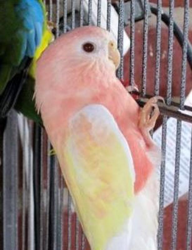 Wanting a split lutino Bourke cock