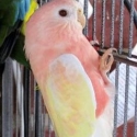 Wanting a split lutino Bourke cock