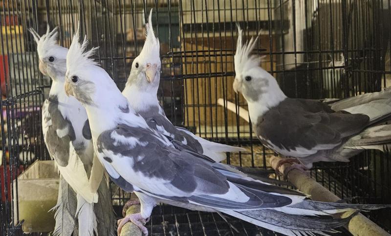 Whitefaced cockatiel