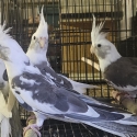 Whitefaced cockatiel