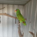 White fronted amazon pair