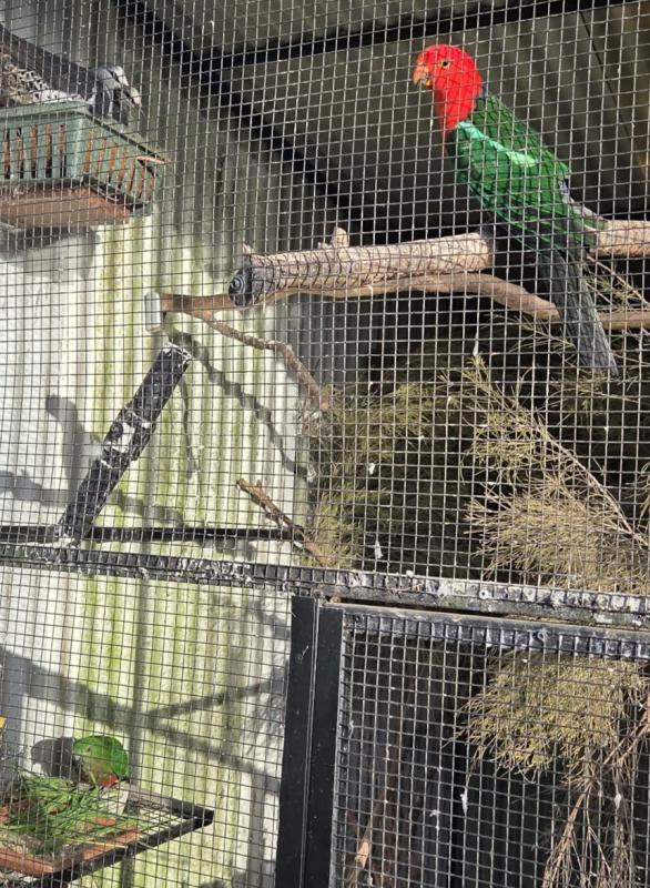 King Parrot pair