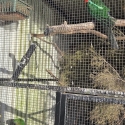 King Parrot pair