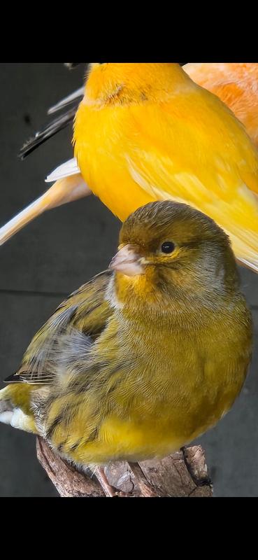 Canaries $10 each