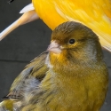 Canaries $10 each