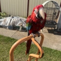 Hand raised green wings macaw