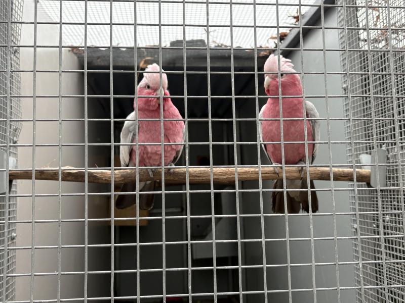 Split blue galahs