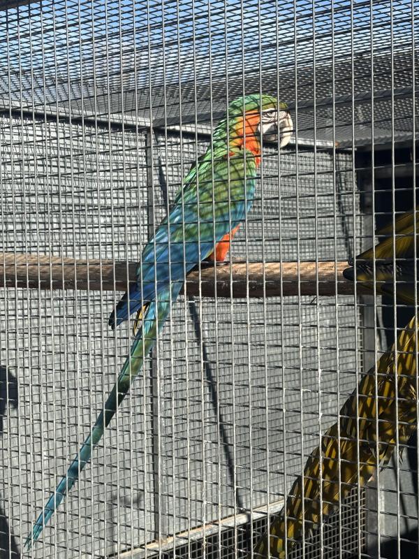 Harlequin macaw