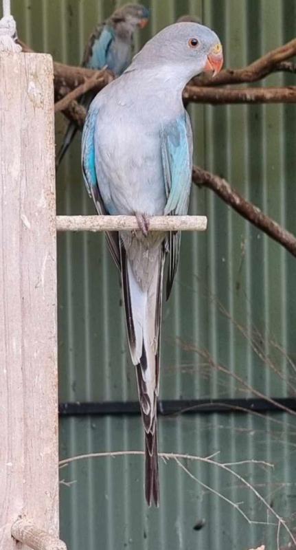 Blue Princess Parrot Hen