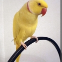 Looking for a tame male Lutino Indian Ringneck