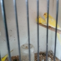 Wanted lutino Elegant males.